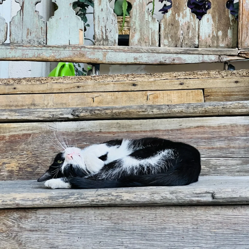 Cat in Tbilisi