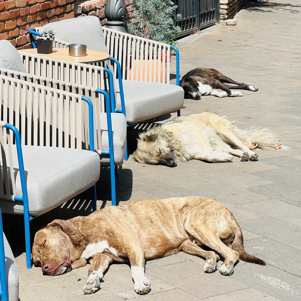 Sleepy dogs of Tbilisi